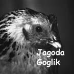 jagoda gogolik