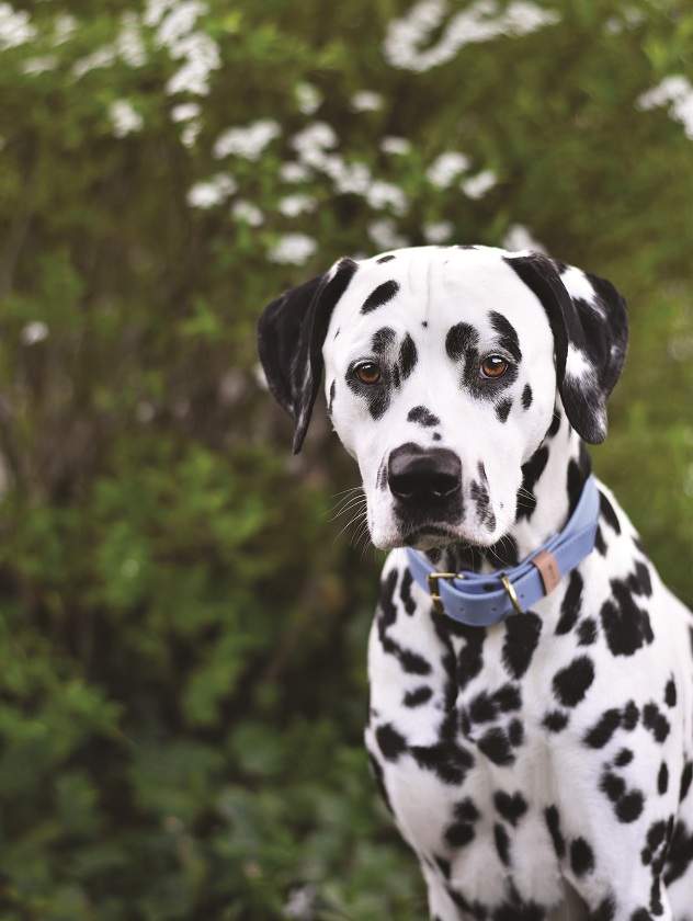 HEY DOG Co firma założona przez absolwentkę szkoły mody SAPU